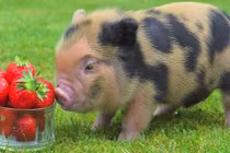 Chúc mừng 3 con giáp sau tuổi 45 giàu sang vô đối, sung túc an nhàn 