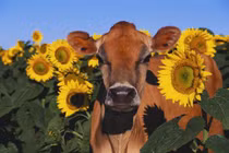 Dự đoán ngày mới 7/6/2020 cho 12 con giáp