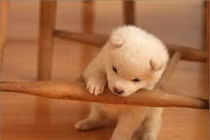 Dự đoán ngày mới 24/08/2019 cho 12 con giáp