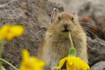 Vạch mặt “kẻ trộm lão luyện nhất” trong thế giới động vật 