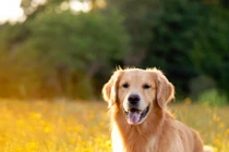 Cuối tuần, 3 con giáp số lộc bất tận hưởng, ngồi mát ăn bát vàng