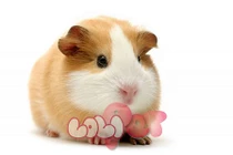 Dự đoán ngày mới 25/08/2018 cho 12 con giáp