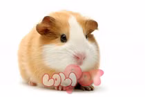 Dự đoán ngày mới 25/08/2018 cho 12 con giáp