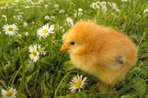 100 ngày tới, 4 con giáp bước vào đại vận, tài lộc bùng nổ