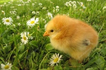 100 ngày tới, 4 con giáp bước vào đại vận, tài lộc bùng nổ