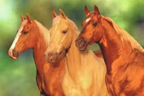 Dự đoán ngày mới 30/5/2020 cho 12 con giáp