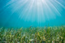 Phát hiện loài thực vật lớn nhất thế giới: Rộng tới 200km2?