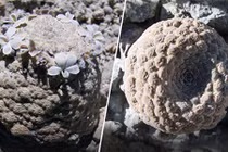 Phát hiện hai loài đẹp lạ trên dãy Andes: "Quý như vàng"? 