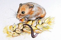 19 ngày tới: Ba con giáp chính thức hết khổ, dễ có bạc tỷ trong tay 