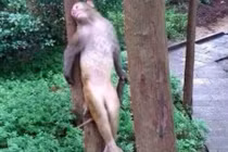 Không thể nhịn cười với những con vật này