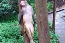 Không thể nhịn cười với những con vật này