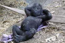 Khoảnh khắc dễ thương của động vật (10)