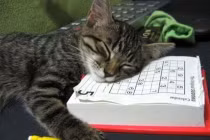 Khi động vật... “dùi mài kinh sử“