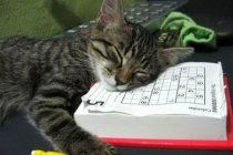 Khi động vật... “dùi mài kinh sử“