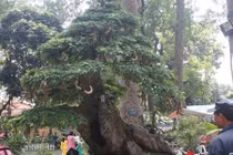 Cây me trăm tuổi giá bạc tỷ, hình dáng tựa chú dê