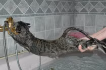 Những phản ứng siêu hài của mèo khi tắm (3)