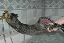 Những phản ứng siêu hài của mèo khi tắm (3)