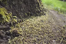 Rùng mình cảnh hàng triệu con sâu bướm đổ bộ thân cây