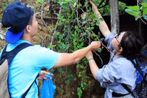 Phượt Đà Lạt khám phá những vườn dâu sạch