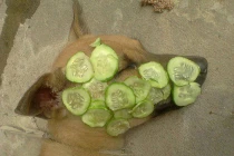 Ảnh cười Facebook: Cún đắp mặt nạ làm đẹp