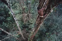 Khám phá bộ tộc ăn thịt người sống chót vót trên cây