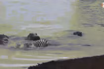 Đàn hà mã hợp sức cứu ngựa vằn khỏi hàm cá sấu