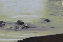 Đàn hà mã hợp sức cứu ngựa vằn khỏi hàm cá sấu