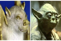 Xôn xao loài dơi giống hệt người ngoài hành tinh