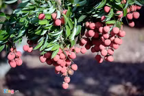 Đặc sản vải thiều Lục Ngạn trước khi sang Mỹ, Úc