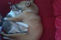 Ảnh cười Facebook: Chó mèo còn có nhau