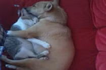 Ảnh cười Facebook: Chó mèo còn có nhau