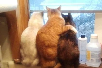 Khoảnh khắc hài hước của động vật: Cuộc tình tay ba