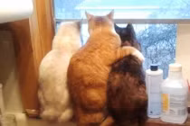 Khoảnh khắc hài hước của động vật: Cuộc tình tay ba