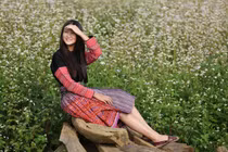 Mãn nhãn ngắm hoa tam giác mạch nở rộ tại Mộc Châu