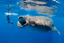 10 địa điểm tuyệt vời để “dạo chơi” cùng... cá mập