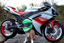 Khoảnh khắc siêu dễ thương của động vật (18)