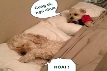 Khoảnh khắc dễ thương, "nguy hiểm" của động vật