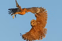 Cuộc chiến giành thức ăn giữa cú mèo và diều hâu đói