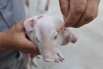 Chú heo hai đầu quái dị ở Thiên Tân gây sửng sốt 