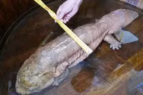 Bắt được sinh vật cổ nhất thế giới ở Trung Quốc