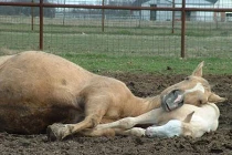 Chiếc gối êm ái của động vật (2)