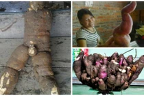 Đào được các củ có hình thù lạ mắt ở Việt Nam