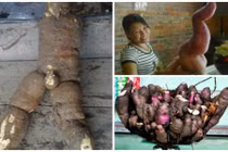 Đào được các củ có hình thù lạ mắt ở Việt Nam