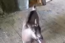 Cừu “hát” mừng Giáng sinh cực hài hước