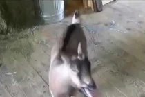 Cừu “hát” mừng Giáng sinh cực hài hước