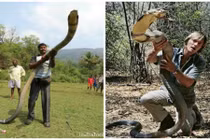 Cảnh chế ngự những con rắn hổ mang kịch độc khủng nhất