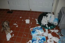 Thảm họa thú cưng ở nhà một mình (2)