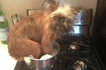 Thảm họa thú cưng ở nhà một mình