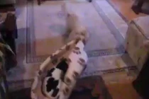 Chó mèo “đại chiến” tranh giành chỗ ngủ