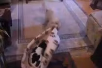 Chó mèo “đại chiến” tranh giành chỗ ngủ